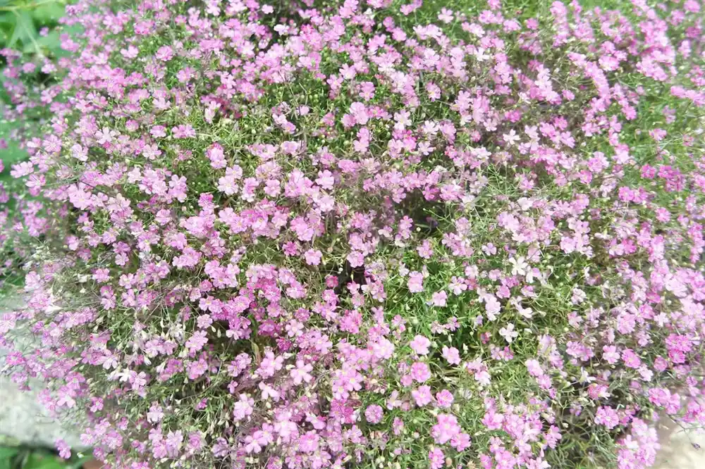 Gypsophila repens ‘Rosea‘ | Actie