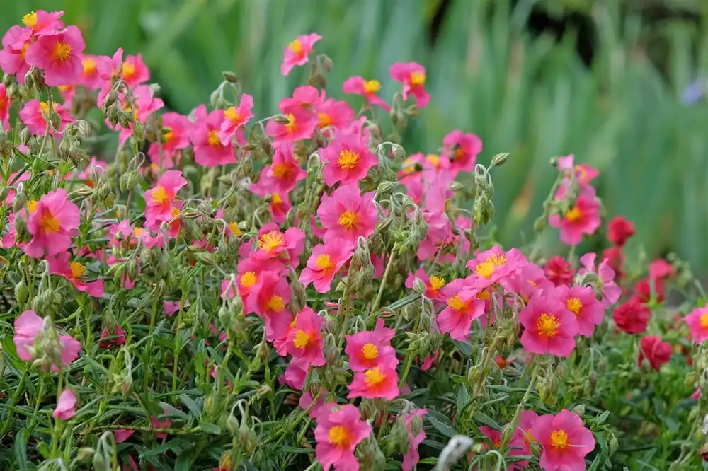 Speciale deal - Helianthemum ‘Ben Hope‘