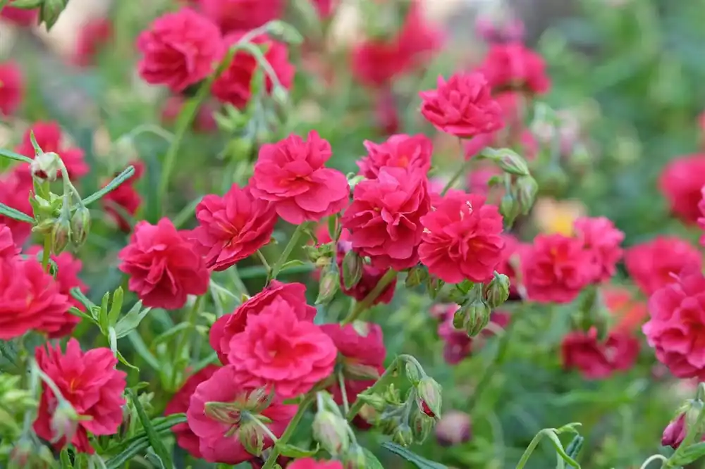 Helianthemum ‘Cerise Queen‘ - Tijdelijke aanbieding