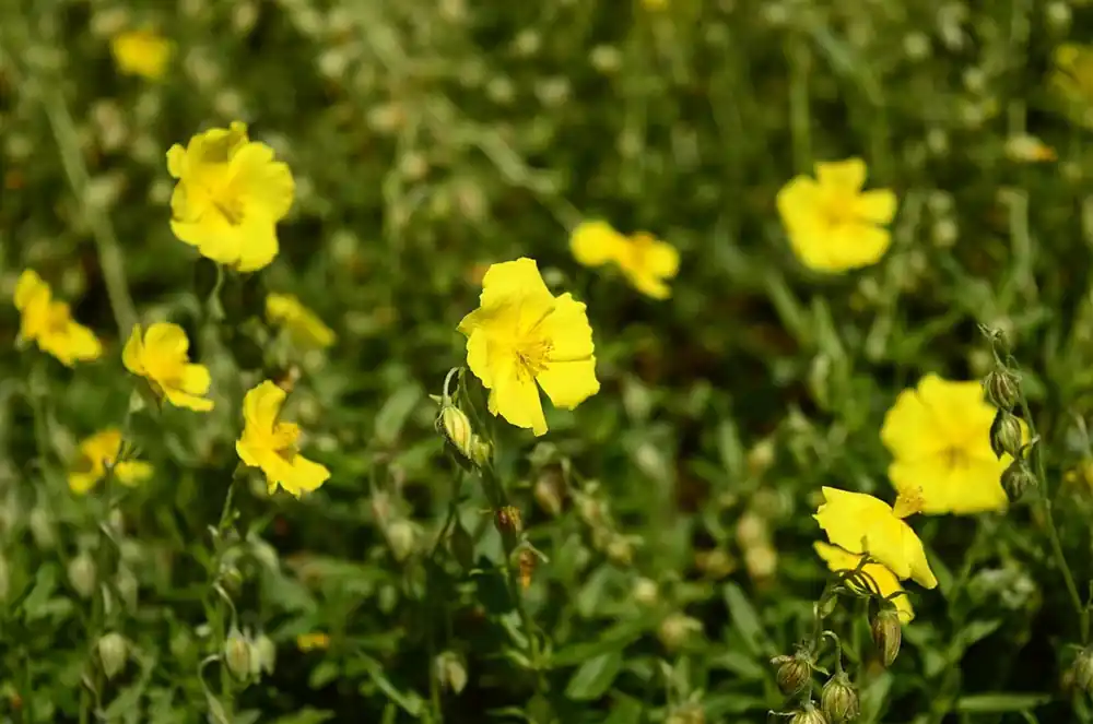 Helianthemum ‘Golden Queen‘ | Nu beschikbaar