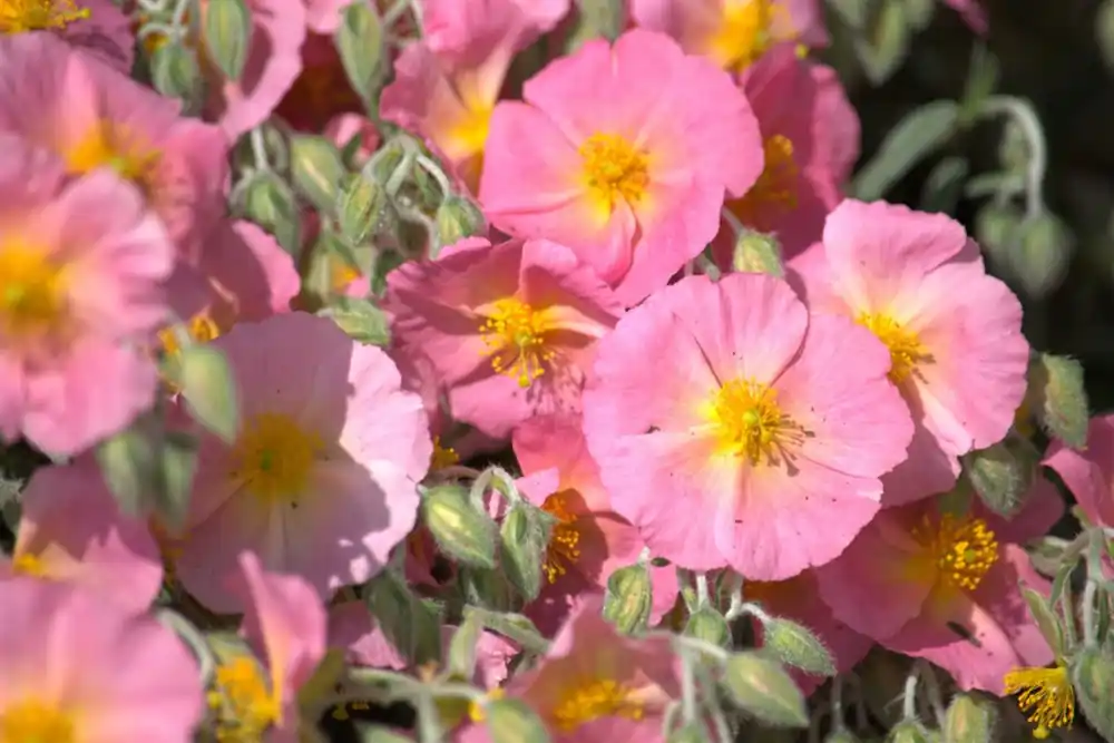Helianthemum ‘Lawrenson‘s Pink‘ | Favoriet van klanten