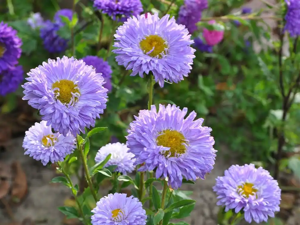 Helianthus strumosus | Spoedlevering