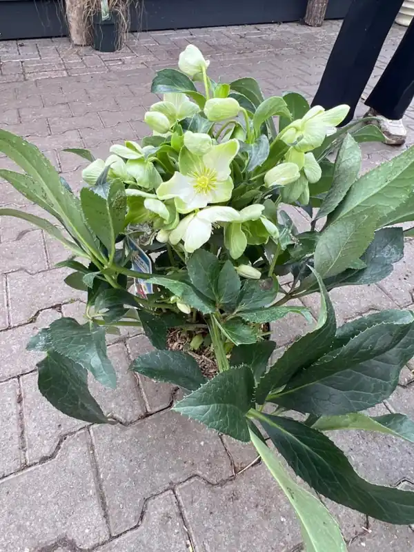 Helleborus "Endless" | Beste prijs