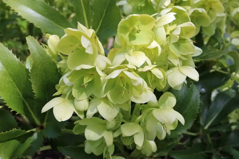 Helleborus argutifolius | Vanaf nu beschikbaar