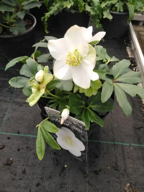 Helleborus niger | Tijdelijke aanbieding