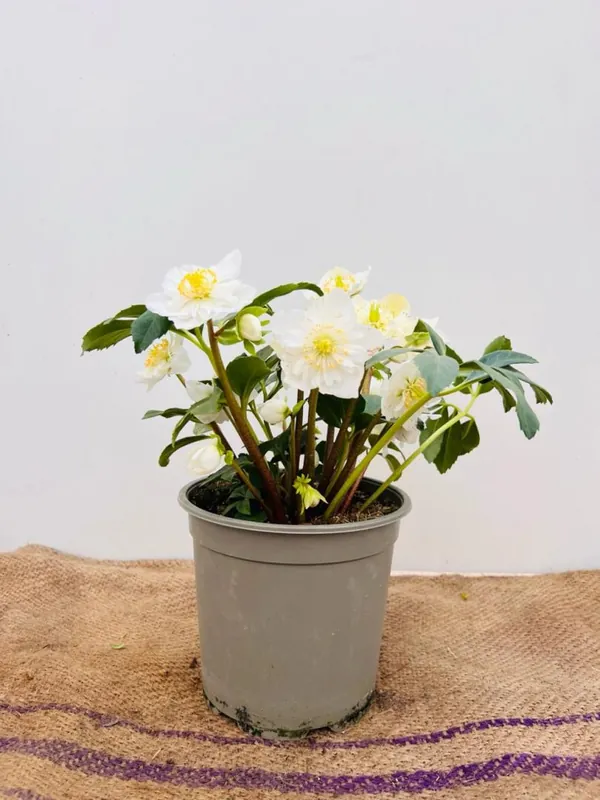 Superprijs - Helleborus orientalis