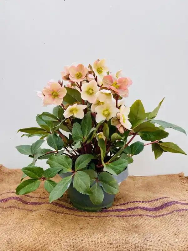 Helleborus Pink Frost - Gratis retourneren