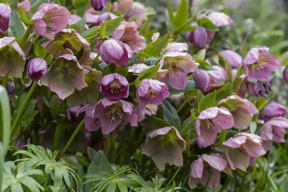 Nieuw binnengekomen | Helleborus purpurascens