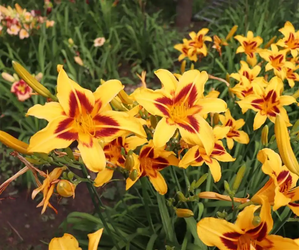 Hemerocallis ‘Bonanza‘ | Zojuist toegevoegd