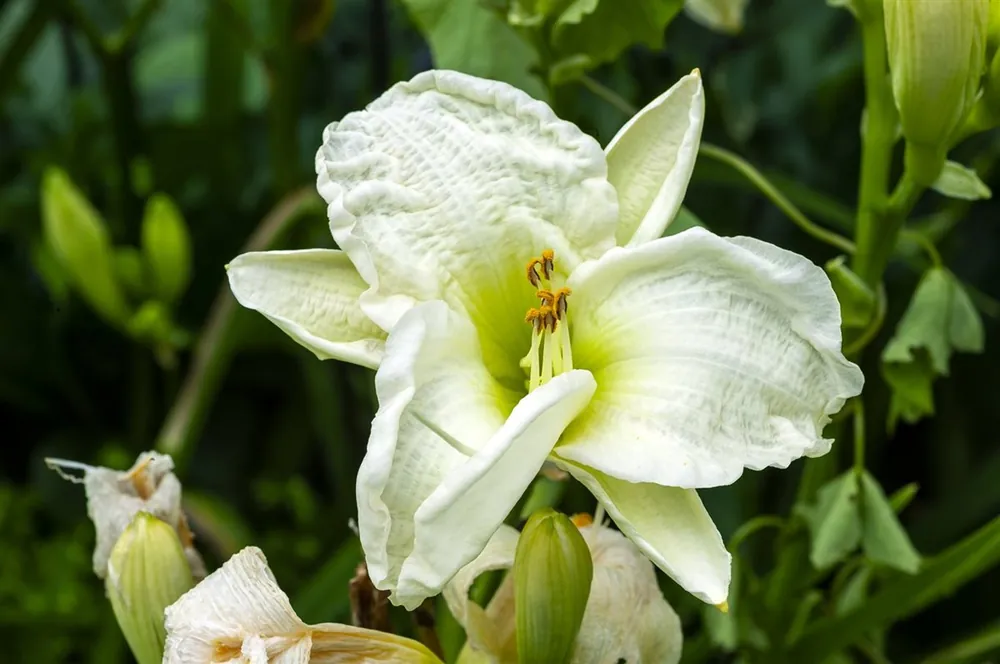Hemerocallis ‘Gentle Shepherd‘ - Laatste stuks
