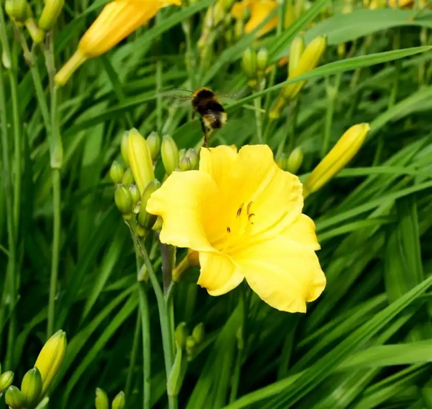 Snelle verzending | Hemerocallis ‘Happy Returns‘