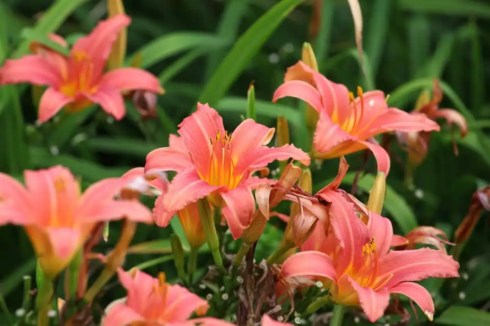 Hemerocallis ‘Pink Damask‘ - Nieuw binnen