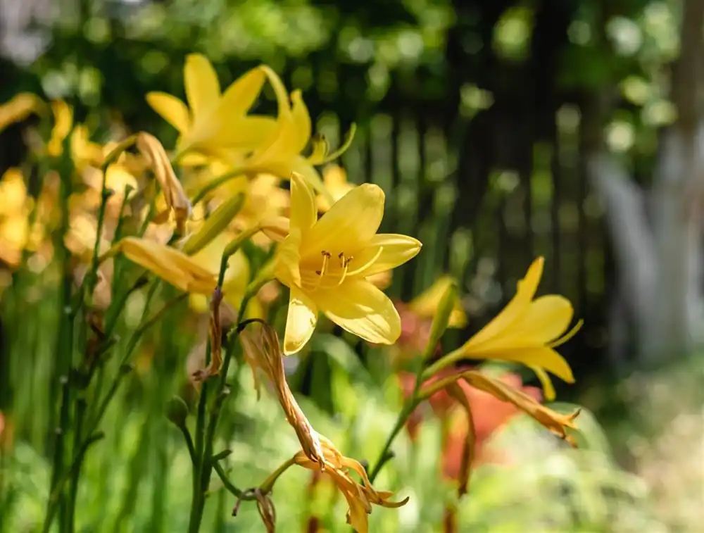 Meest verkocht | Hemerocallis lilioasphodelus