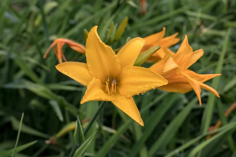 Pak je kans | Hemerocallis middendorffii