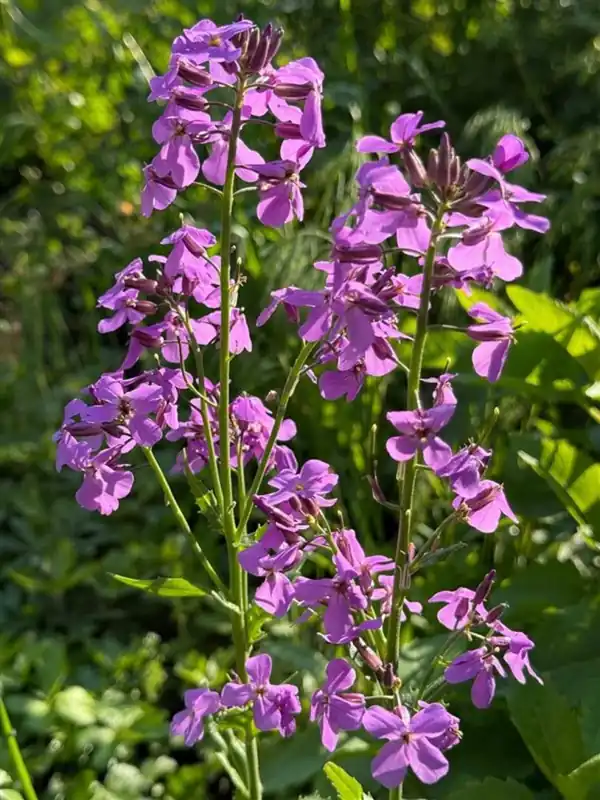 Hesperis matronalis - Makkelijk bestellen