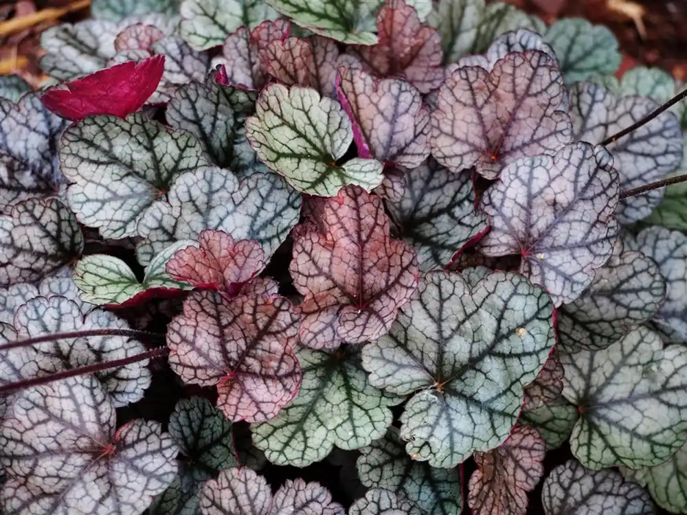 Nieuw in het assortiment - Heuchera ‘Silver Scrolls‘
