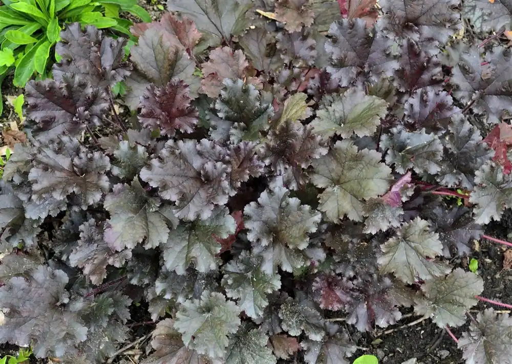 Nieuw binnen - Heuchera Rachel