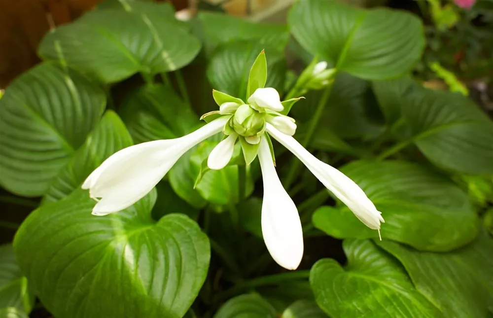 Hosta ‘August Moon‘ | Veilige betaling