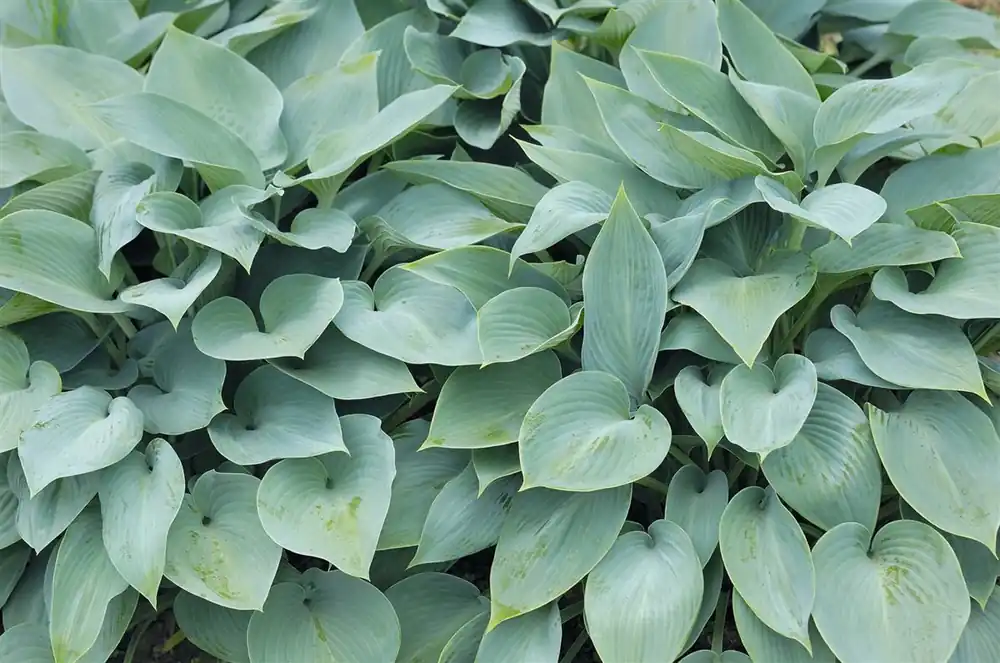 Direct kopen | Hosta ‘Blue Cadet‘