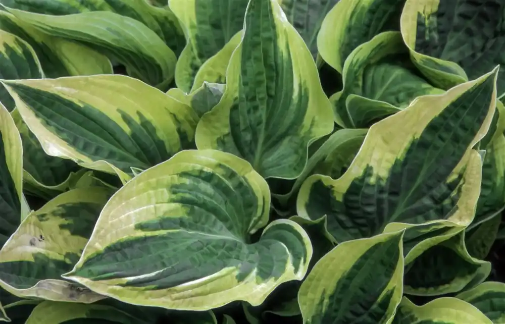 Hosta ‘Wide Brim‘ - Makkelijk bestellen
