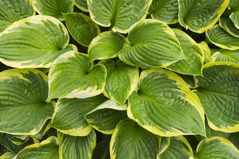 Korting | Hosta for. ‘Aureomarginata‘