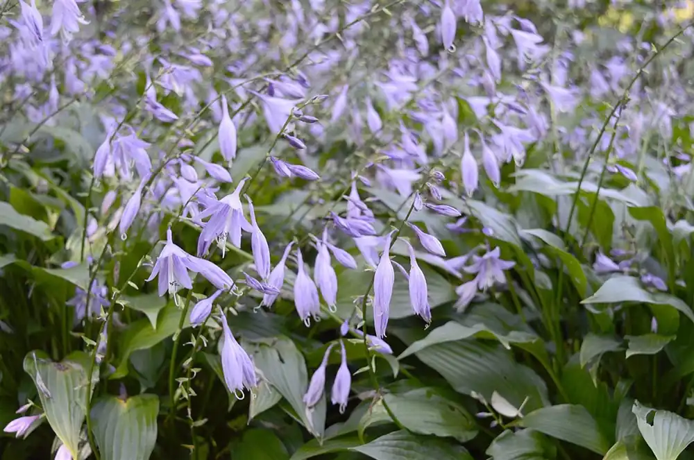 Klantfavoriet - Hosta for. ‘Hyacinthina‘