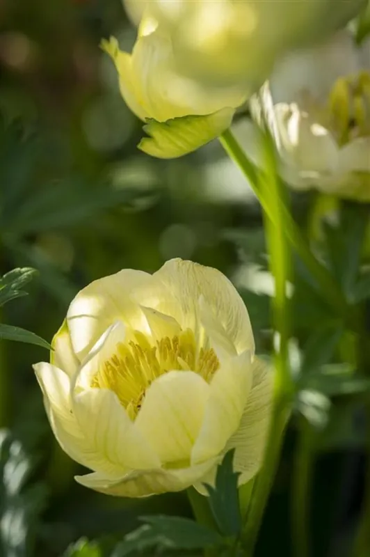 Trollius ‘Alabaster‘ - Speciale deal