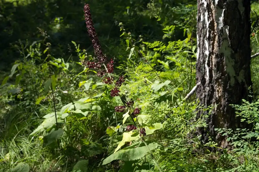 Fabrieksprijs - Veratrum nigrum