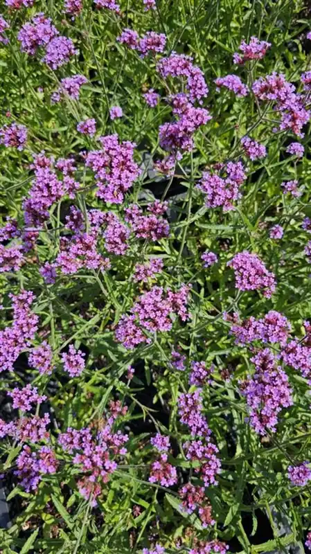 Verbena bon. ‘Lollipop‘ - Direct kopen