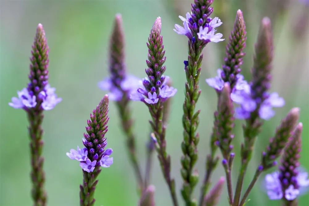 Klantfavoriet - Verbena hastata