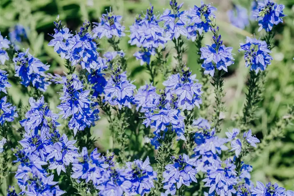 Topdeal - Veronica austr. ‘Knallblau‘