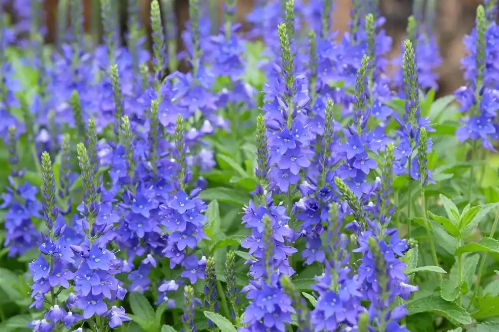Veronica austriaca | Extra voordeel