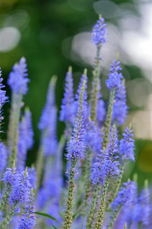 Veronica longif. ‘Blauriesin‘ | Alleen deze week