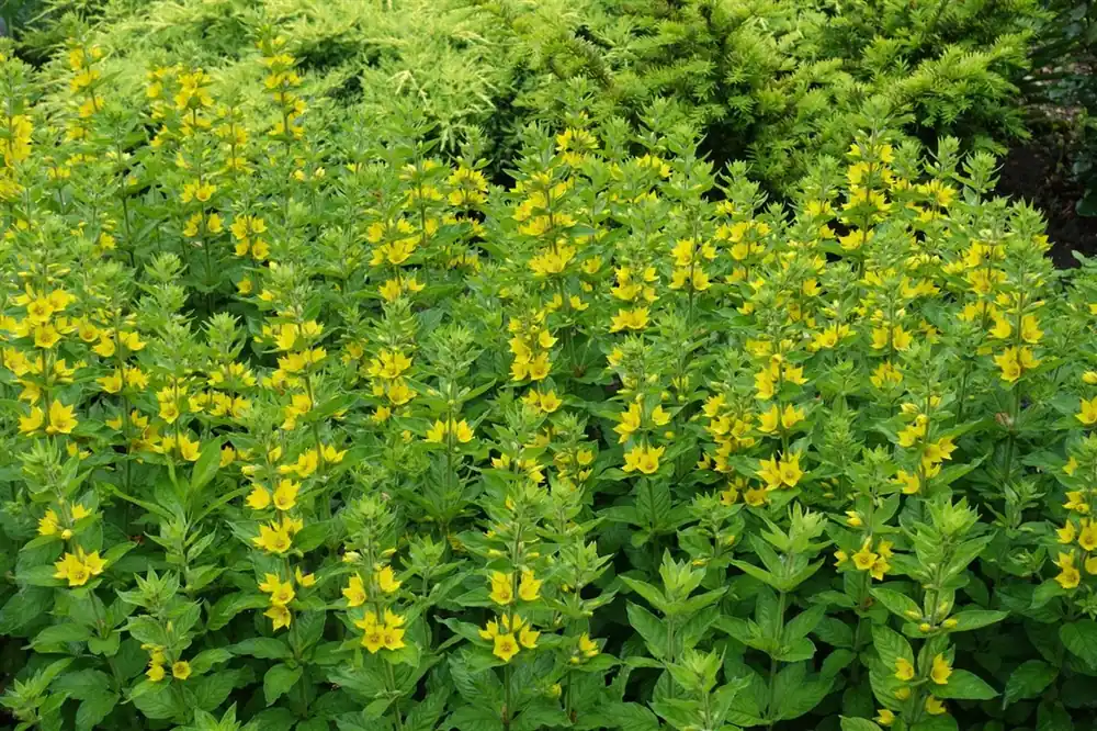 Veronica longif. ‘Schneeriesin‘ | Nieuw binnengekomen