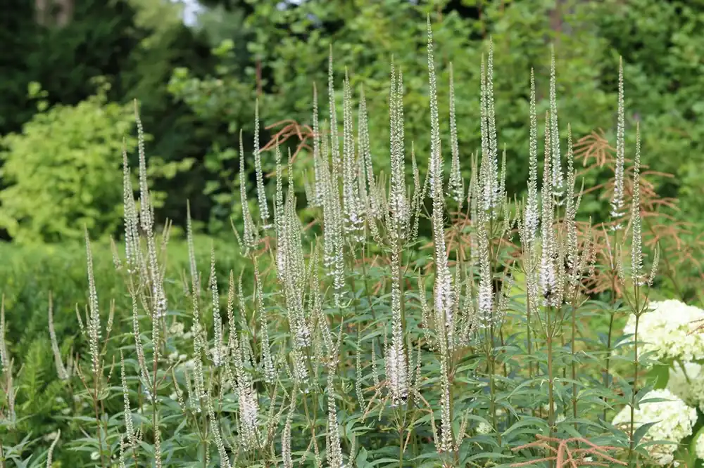 Laatste stuks - Veronicastrum virg. ‘Album‘