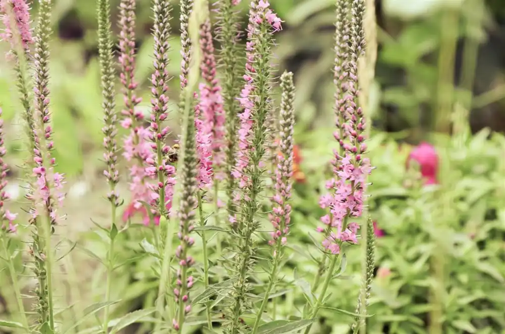 Veronicastrum virginicum ‘Roseum‘ - Opruiming