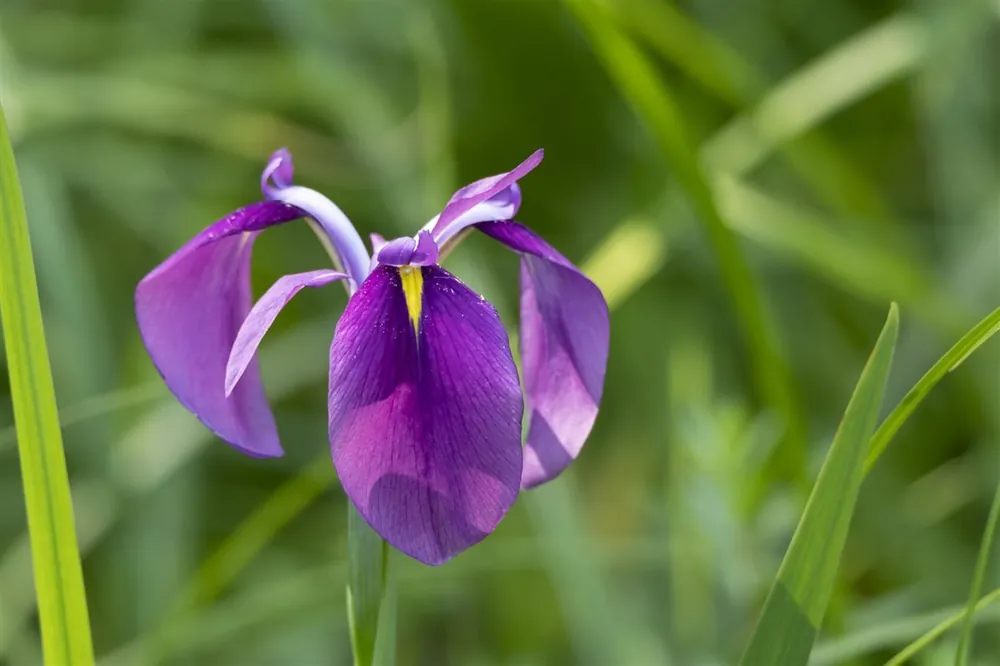 Iris ensata - Online bestellen