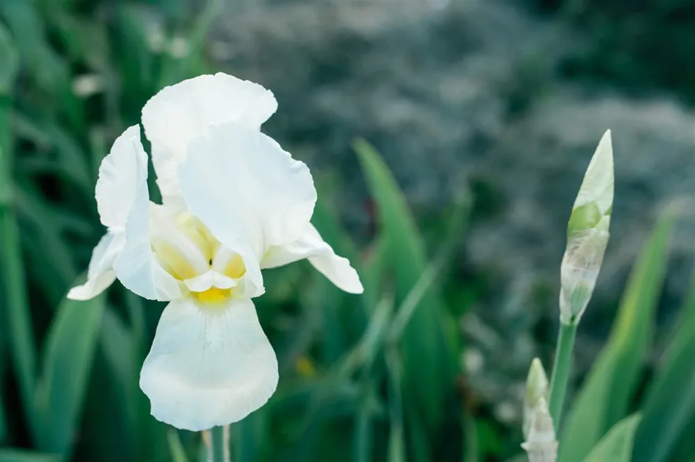 Iris sanguinea ‘Snow Queen‘ - Dagdeal