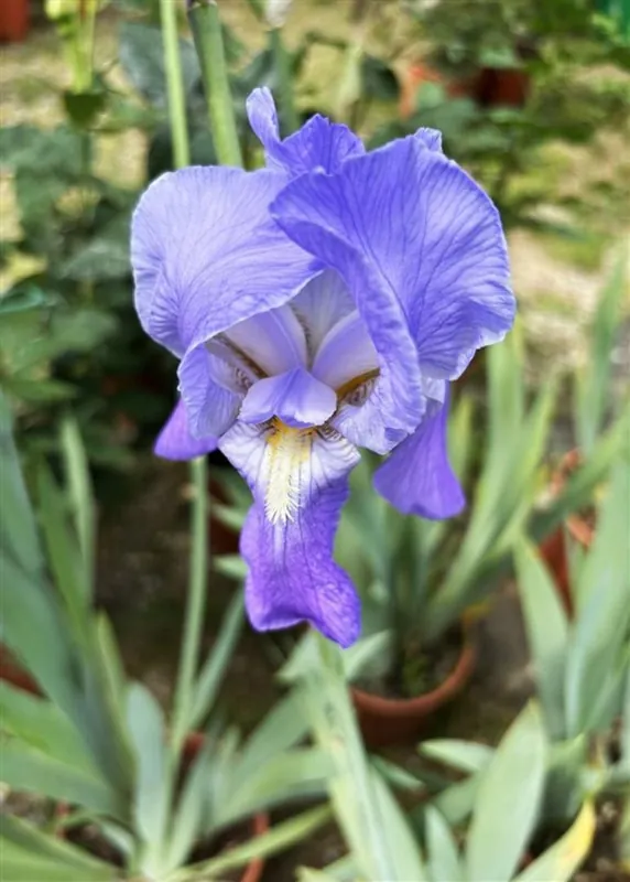 Iris sib. ‘Blue King‘ - Veilige betaling