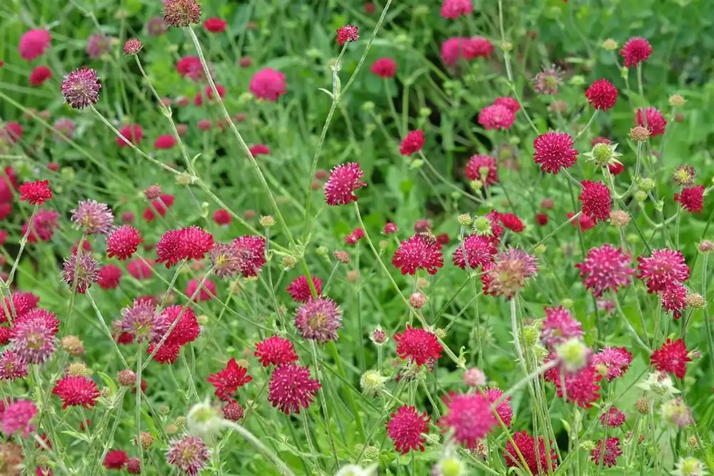 Knautia macedonica | Direct van de fabrikant