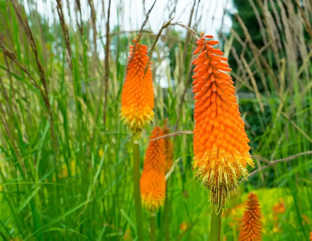 Kniphofia ‘Alcazar‘ - Aanrader