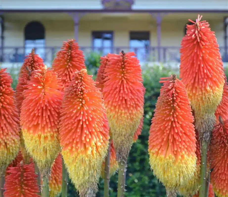 Bespaar nu - Kniphofia ‘Royal Castle‘