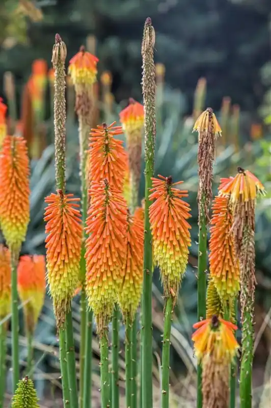 Kniphofia uvaria ‘Grandiflora‘ | Bestelbaar