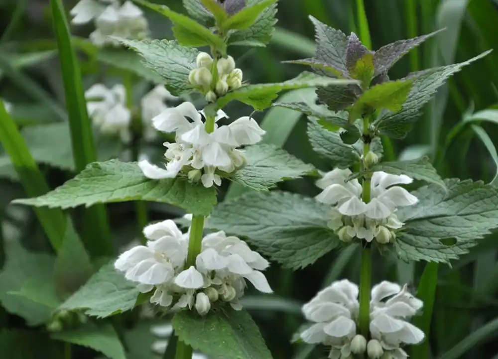 Lamium mac. ‘Album‘ - Nieuw in het assortiment