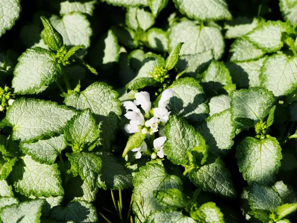 Scherp geprijsd | Lamium mac. ‘White Nancy‘
