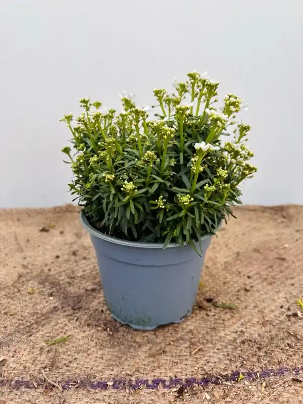 Lavandula ang. ‘Munstead‘ - Veilig betalen
