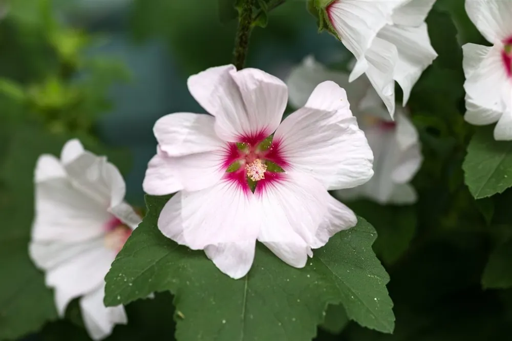 Speciale deal | Lavatera ‘Barnsley‘