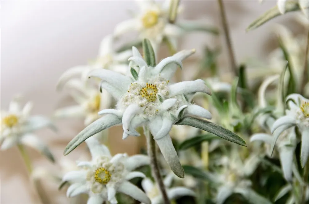 Bespaar nu | Leontopodium alpinum