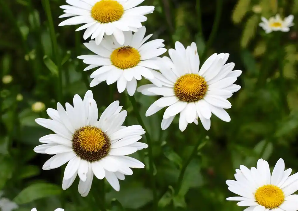 Nog maar een paar beschikbaar - Leucanthemum vulgare ‘Maiköningin‘