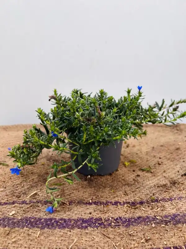 Lewisia cotyledon - Nieuw in de shop